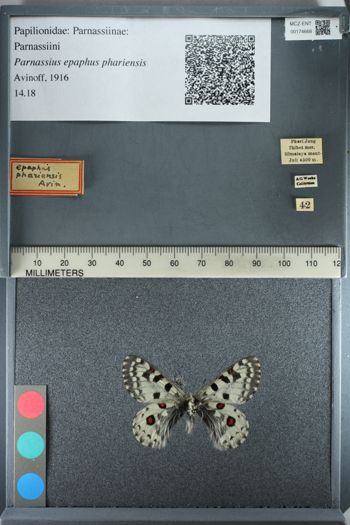 Media type: image;   Entomology 174668